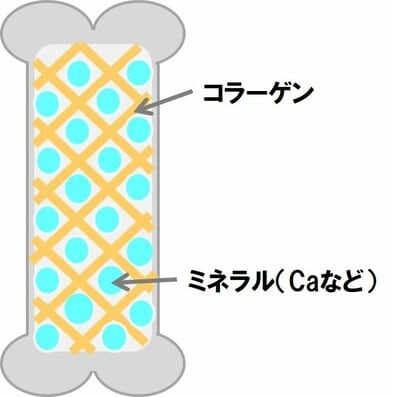 骨が “糖化”すると骨質が低下して、折れやすくなってしまう！