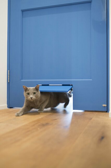 仕事から帰ったら「猫が居た」!? 気ままなロシアンブルーと暮らす家
