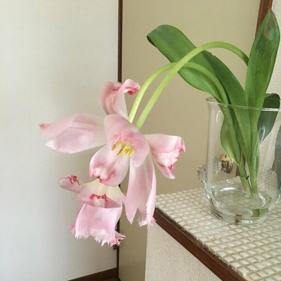 チューリップは開ききってからも、しばらく楽しめます!
