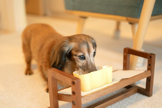 ごはんちゅうの犬