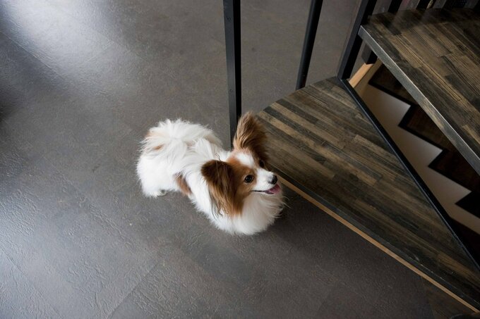 犬が滑らない床材