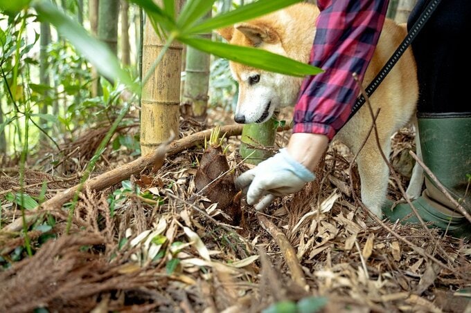 タケノコと犬