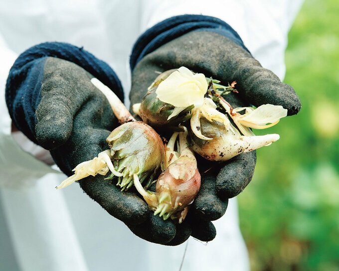 収穫したてのミョウガ