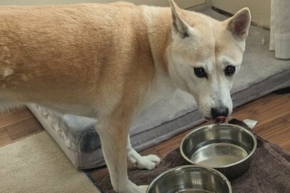 冬のわんこが「お水飲まない」問題。寒いのは犬も同じ、解決策は…