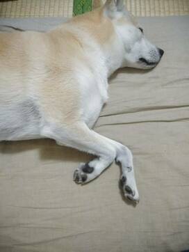 まるで妖怪？飼い主の布団にわんこのいたずら＜保護犬マンガ＞