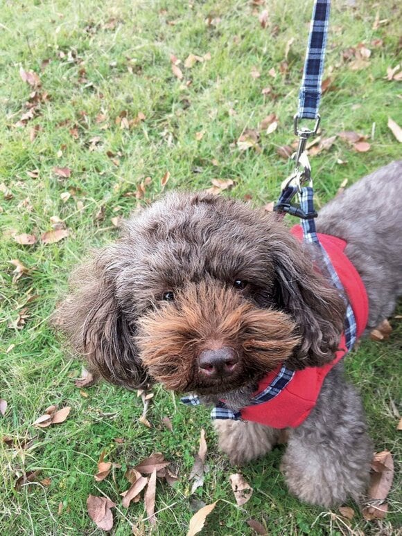 ペットの顔に近づいて撮る