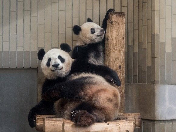 シャンシャンが脱出