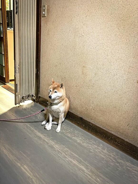 壁に寄りかかる犬