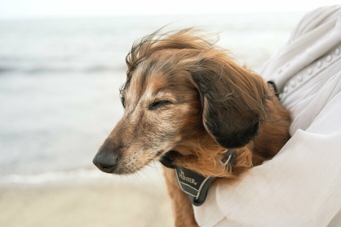 気持ちよさそうな犬