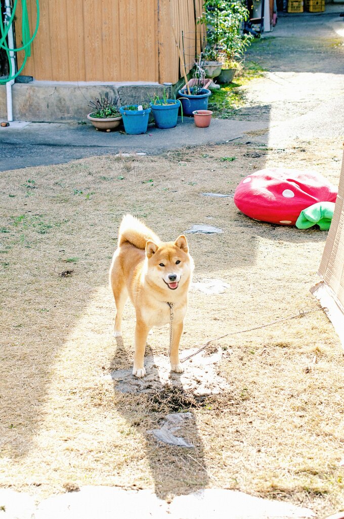 2015年1月18日12時45分 ひとりでに穴を掘っていた
