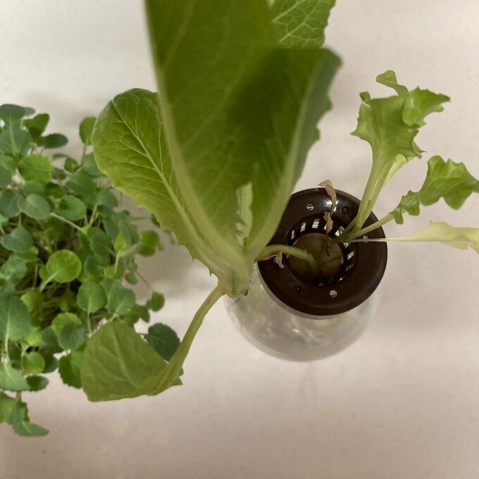 家で育てた野菜で節約