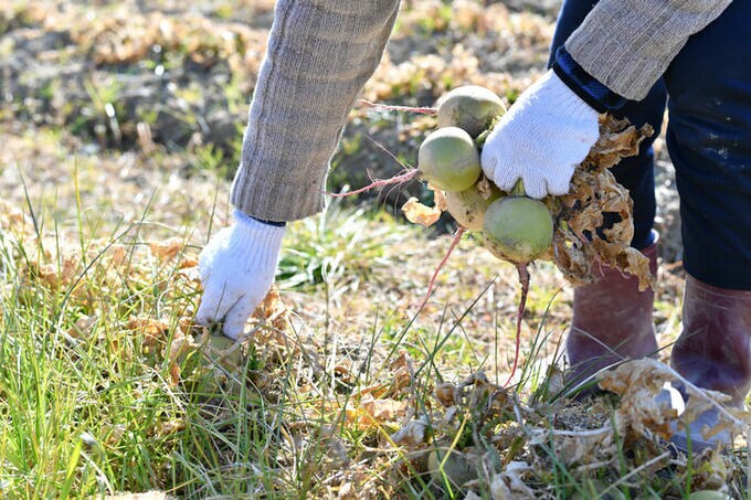 大根収穫