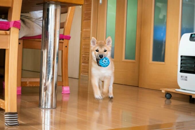 ボールをくわえる子犬