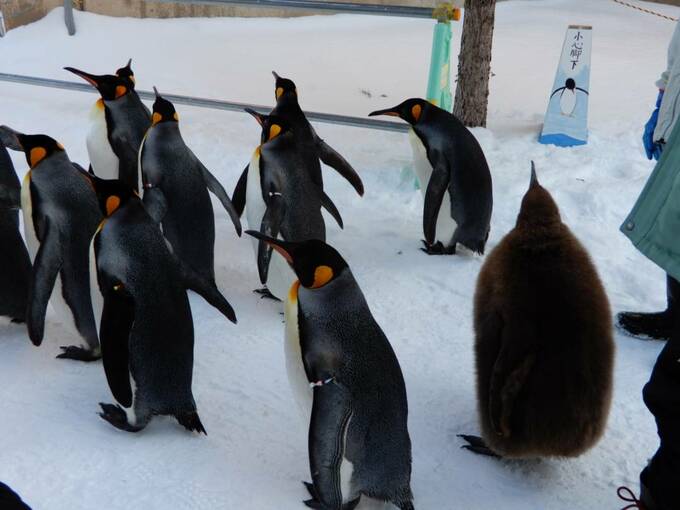たくさんのペンギンたち