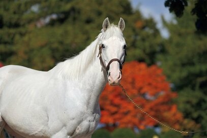 今会いたい白毛馬“ハヤヤッコ”の魅力。「冬は毛がモフモフして、より愛らしく神秘的ないでたちに」