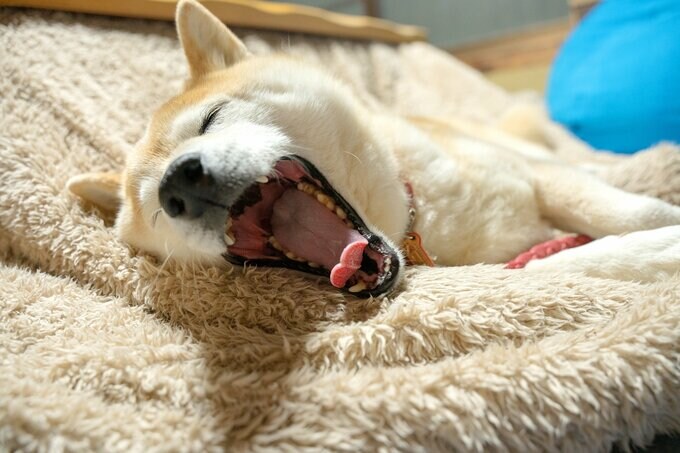 大きなあくびをする犬