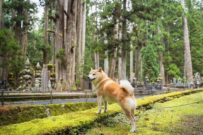 高野山での犬