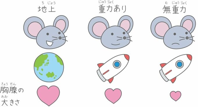 ネズミと胸腺の大きさ