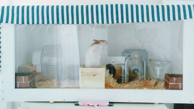 箱の上にハムスター