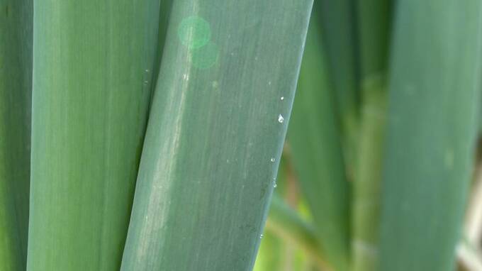 ネギの葉に蜜の粒