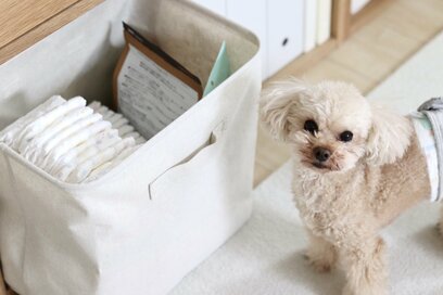 ゲージ、ベッド…犬と暮らすために、転勤族賃貸派がした＆やめたこと