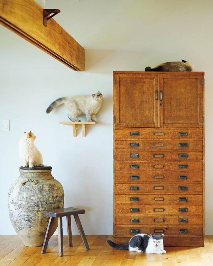 製図用の棚やつぼのような穀物入れも、ネコたちの遊び場