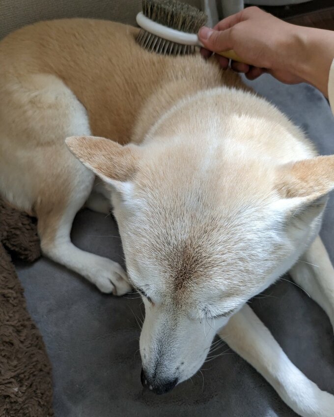 犬