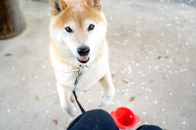 (桜を見るよりも立ち上がっておやつを急かす)