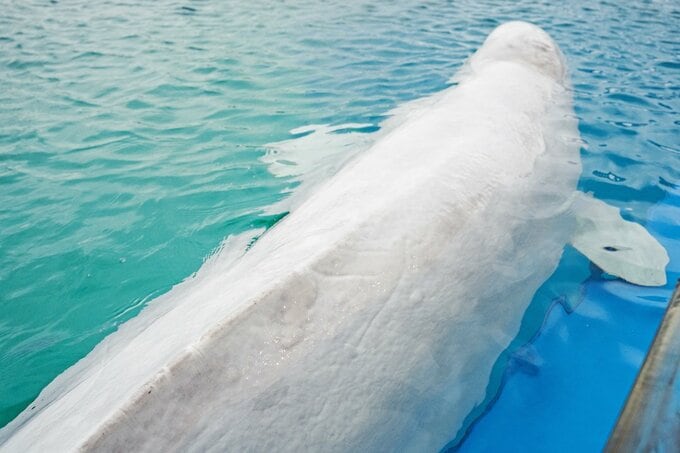 シロイルカ7