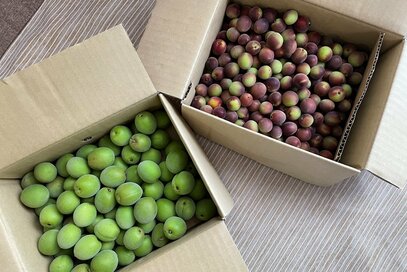 不器用な30代が梅仕事に挑戦。無印良品のセットで梅酒づくりした結果…