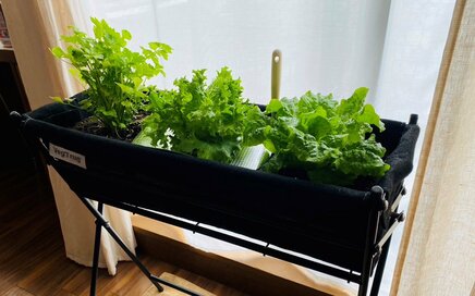 野菜高騰が続くなか注目される「自分で育てる」という選択肢。家庭＆ビル菜園のメリットとは