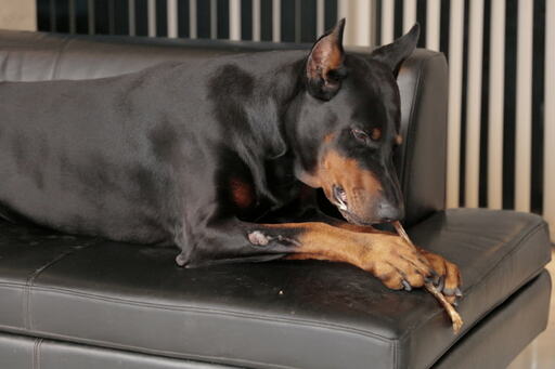 すまいの話しませんか 野村純一郎さん ドーベルマンのカールくん