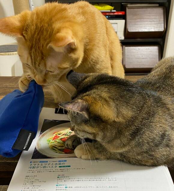書類の上にネコ2匹