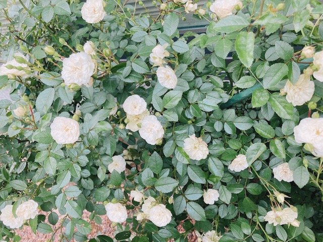 庭の花