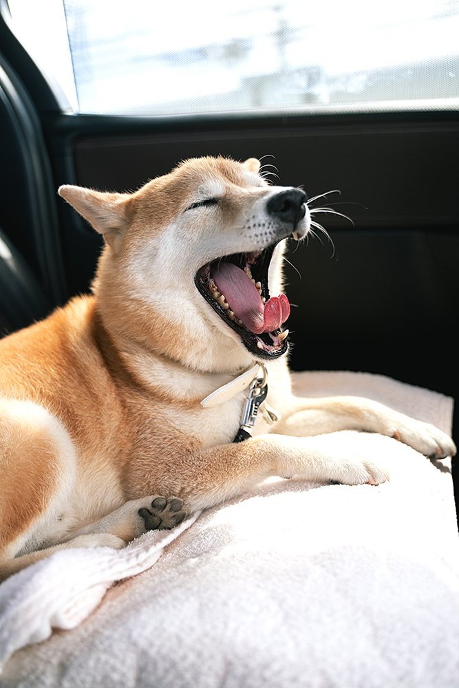 自分が生きている理由を言い当てられたようにも聞こえた