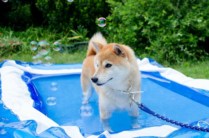 うちにやってきてくれてありがとう