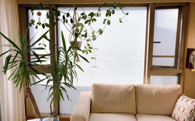 ソファの隣にグリーン