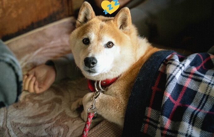 布団からこちらを見る犬