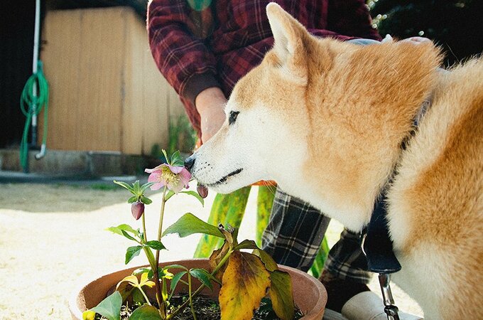 花の中には犬にとって毒になる種類もある