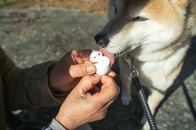 犬みくじをなめる犬
