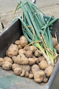 無料で借りた畑で野菜を育て、家族で収穫