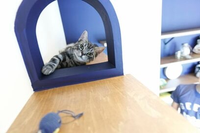 好みのインテリアと子猫と楽しく暮らす、レトロモダン空間のリノベ