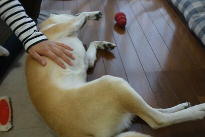 【保護犬マンガ】もっとなでなでして！わんこのかわいいおねだりが一転、キツ～い一撃に