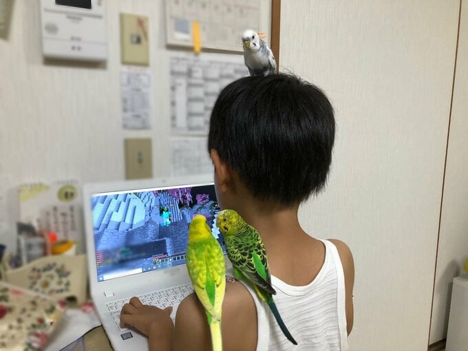 肩にインコ