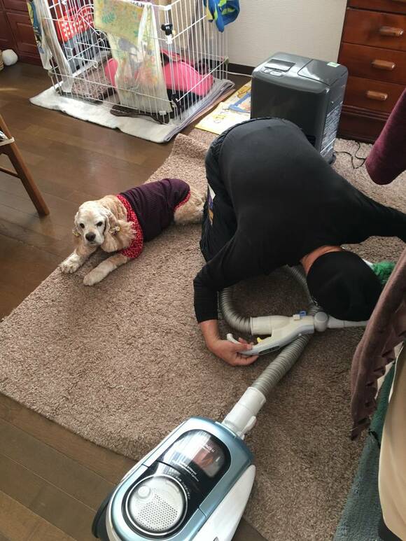 掃除をする男性と見守る犬