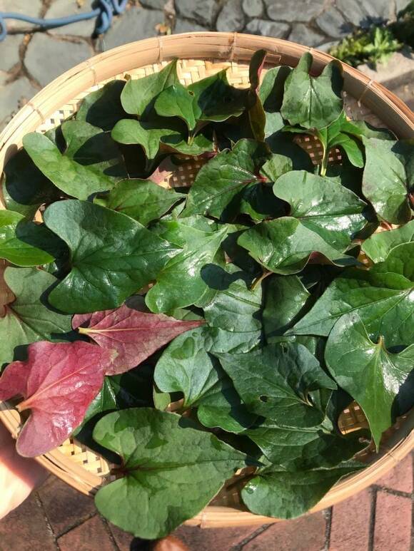 裏庭で取れたどくだみの葉