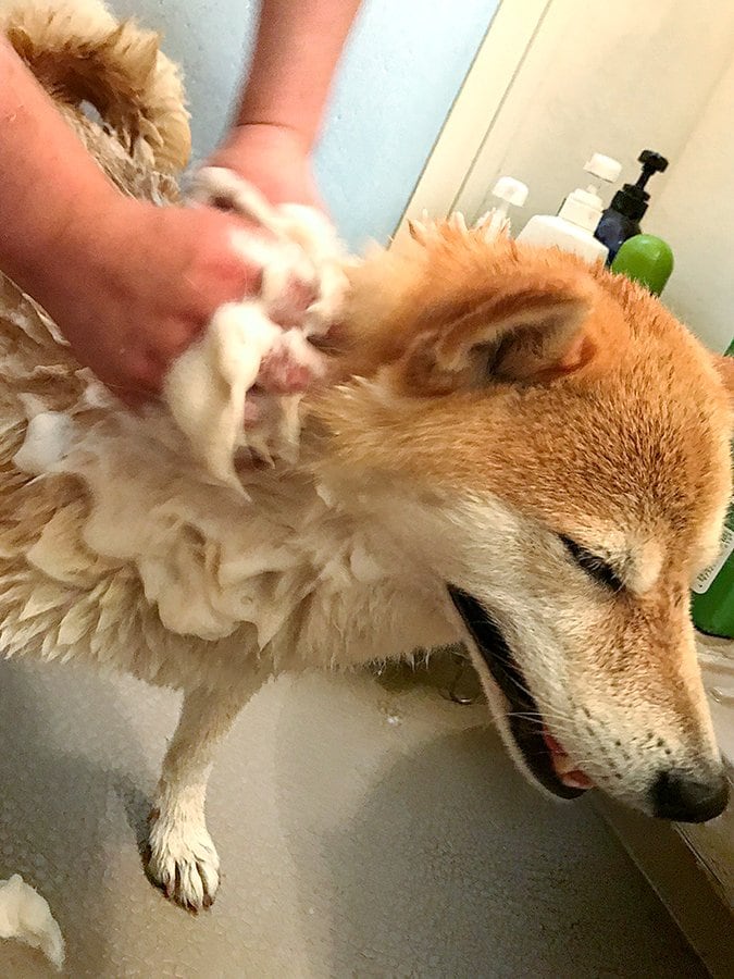 犬用のシャンプー液