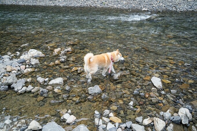 川に入っていく柴犬