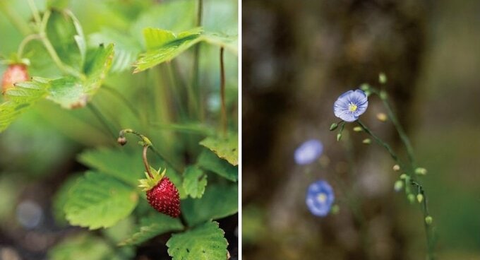 小川さんの庭の植物