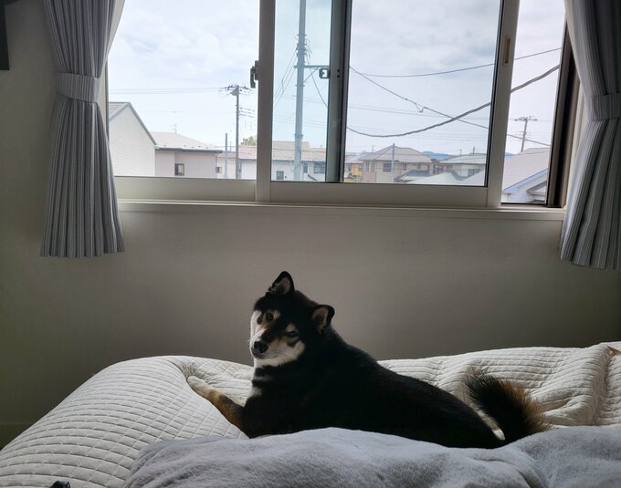 2階に犬の生活スペース